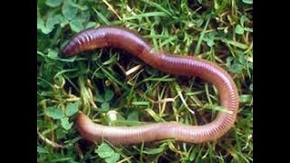 Черви для рыбалки : подготовка и хранение Worms for fishing: preparation and storage