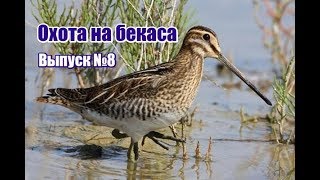 Охота на бекаса, выпуск №8 (RUS)