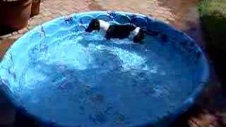 Dachshund Swim