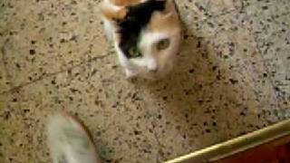 Gato drogado y fumado
