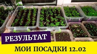 Мои посадки на 12.02 Рассада петунии, лобелии, виолы, цинерарии, вербены, газании, колеусов и др