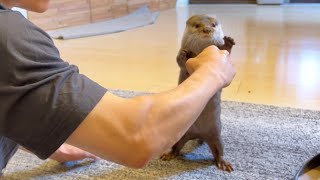 飼い主のストレッチを手伝いに颯爽と駆けつけてくれたカワウソ otter gallops in to help his owner stretch.