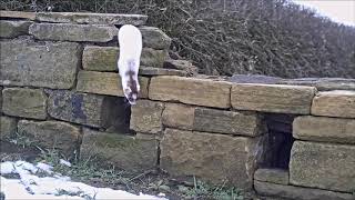 Beautiful stoat wears ermine for snow