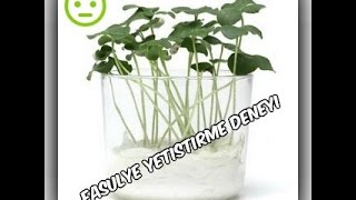 Basit bir deney Fasulye Yetiştirme (çimlendirme) deneyi. Bean Growing