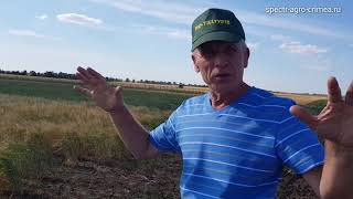 Яровой ячмень удивляет! Сакский район, Елизаветово