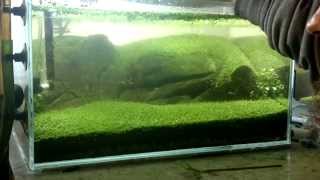 maintenance of aquariums razor blade in action