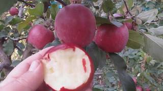 Яблоня сорт зимний Ред Дeлишес (Apple Red Delicious)