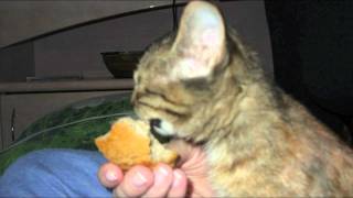 Котенок ищет дом!