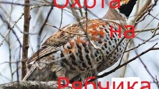 Охота на рябчика