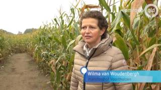 Maisoogst vroeg dit jaar: voor- en nadelen!