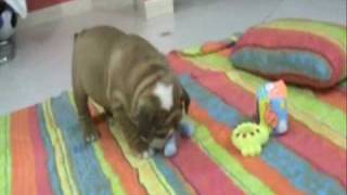 Bullbest Hary