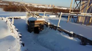 Условия содержания свиней