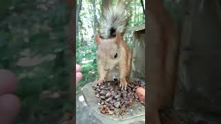 Хорошая белочка / Good squirrel