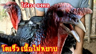 เลี้ยงไก่งวง ฟาร์มไก่งวงมงคล จำหน่ายไก่งวง พ่อพันธุ์แม่พันธุ์   ไก่งวงชำแหละ เลี้ยงง่ายโตไว