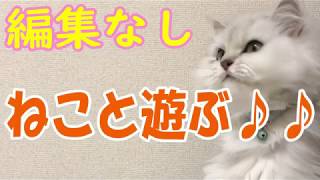【猫カフェで癒し】猫ちゃんと遊ぶ