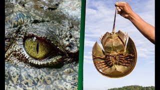 ANIMALES más ANTIGUOS del PLANETA