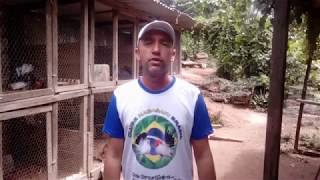 MOSTRANDO MEU CRIATORIO DE NAGASAKI CHABO(ATUALIZANDO)