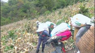 Kab Zuag mu pom kab zuag niam Kwv Kwv ma hlub kawg li lub ncuaj tsi hai lo khua muag lo lo.
