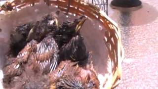 Feeding Orphaned Baby Wrens