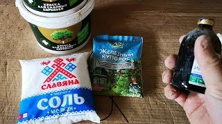 Ленивая побелка курятника, абрикосы, покупки - одни дела не интересно