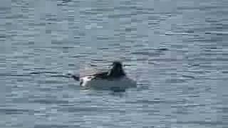 Ducks and Grebes - Patos y Zampullin