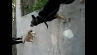 qartule nagazi boxvera vs germanuli avcharka ledi :D