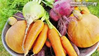 Нужны ли Человечеству Генно-модифицированные Продукты?