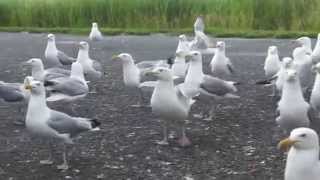 Feeding the seagulls at the Clambake in Scarborough, Maine