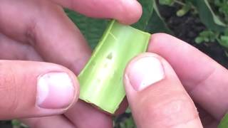 Окулировка грецкого ореха. Как прививать орех?29.07.18 (grafting walnut.) Окулировка дудкой.  (UKR)