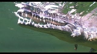 ТАРПОН. КУБА. РЫБОЛОВНЫЕ ПУТЕШЕСТВИЯ. © Cuba. Fishing travel. Tarpon.