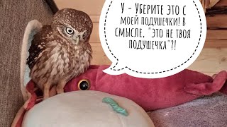 Сыч Лучик и коробочка со страхами. Привезла из Москвы гостинцы и сове страшное показала