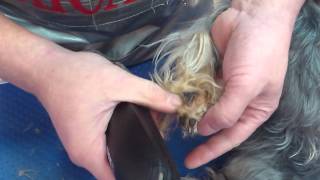 Фрагмент стрижки собак. Обработка лап.  Trimming the Paws