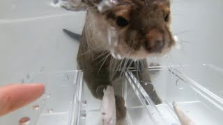 カワウソ水中わかさぎ掴み取り大会！ Underwater smelt grab tournament for otters!