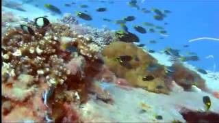 Yongala Diving