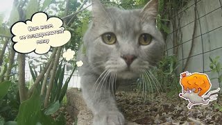 Кекс и Виви. Голодные игры / GoPro (Пекинес, той-терьер и британский короткошерстный)