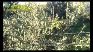 Μηχανική Ελαιοσυγκομιδή Ισπανία και Ελλάδα Μέρος 4