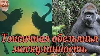 В мире животных: Токсичная обезьянья маскулинность (перевод Computing Forever)
