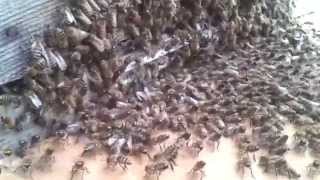 Сажаем рой в улей