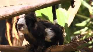 Monos Titis - Loro Parque