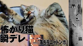 超怖がり猫も安心して瞬デレするようになって2年経ちました