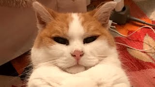 This senior cat's retired life might make you jealous