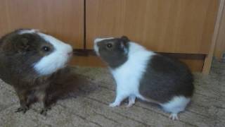 Морские свинки. Драка самцов. Паника самки Guinea pigs. Fight of the males.