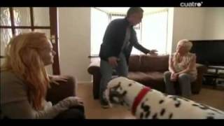 ENCANTADOR DE PERROS - CESAR MILLAN - Encerrado_en_Liverpool_7_Temp