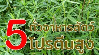 5ถั่วอาหารสัตว์โปรตีนสูง (5 legumes for feed) Farm Station