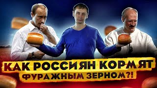 Как россиян кормят "фуражным зерном"? | Производство РФ | Хлеб - всему голова 