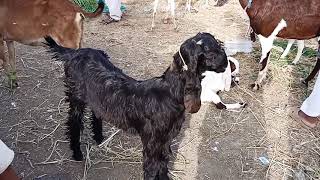 Date 29 6 2019/ 03356051560 top calass nachi bakri for sale mein channel subscribe like sherr