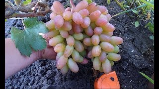 Сорт винограда Юбилей Новочеркасска. Виноград 2014.