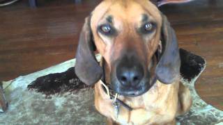 Ultimate Dog Tease - Talking Dog Revenge