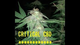 Marihuana cogollos HD