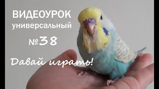? Учим попугая говорить. Урок № 38: "Давай играть!"